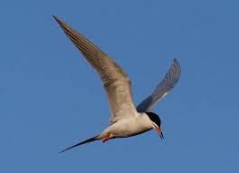 Image result for Sterna forsteri