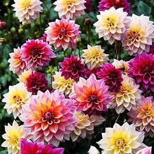 Image result for Dahlia x pinnata `Decorative Giants`
