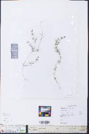 Attēlu rezultāti vaicājumam “Chara contraria”