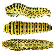 Attēlu rezultāti vaicājumam “Papilio machaon underside”