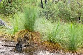 Attēlu rezultāti vaicājumam “Xanthorrhoeaceae”