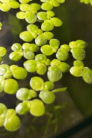 Attēlu rezultāti vaicājumam “Spirodela polyrhiza”