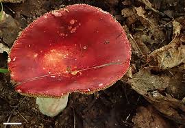 Attēlu rezultāti vaicājumam “Russulales”