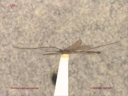 Attēlu rezultāti vaicājumam “Trichocera”