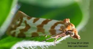 Attēlu rezultāti vaicājumam “Aethes margaritana”