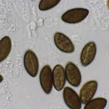 Attēlu rezultāti vaicājumam “Hypoxylon multiforme”