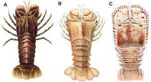 Image result for Scyllarides latus