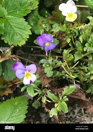 Attēlu rezultāti vaicājumam “Viola x williamsii”