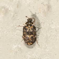 Attēlu rezultāti vaicājumam “Anthrenus museorum”