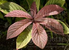 Image result for Rodgersia chocolate wings