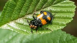 Attēlu rezultāti vaicājumam “Silphidae”