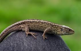 Attēlu rezultāti vaicājumam “Lacerta agilis female”