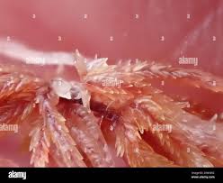 Attēlu rezultāti vaicājumam “Sphagnum rubellum”