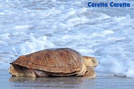 Image result for Caretta caretta