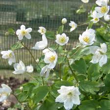 Attēlu rezultāti vaicājumam “Isopyrum thalictroides”