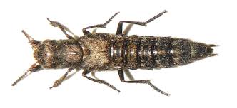 Attēlu rezultāti vaicājumam “Ontholestes murinus”