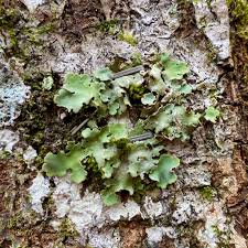 Attēlu rezultāti vaicājumam “Lobaria amplissima”