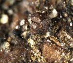 Attēlu rezultāti vaicājumam “Licea chelonoides”