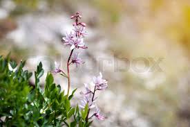 Image result for Diptam