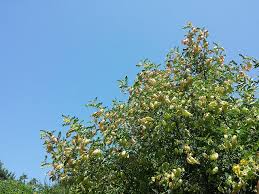 Image result for Colutea arborescens