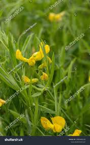 Attēlu rezultāti vaicājumam “Lathyrus pratensis flower”