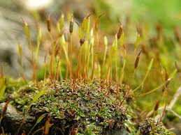 Attēlu rezultāti vaicājumam “Aloina rigida”