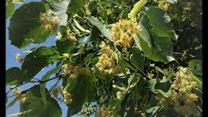 Attēlu rezultāti vaicājumam “Tilia tomentosa flower”