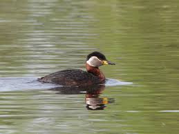 Attēlu rezultāti vaicājumam “Podiceps grisegena adult”