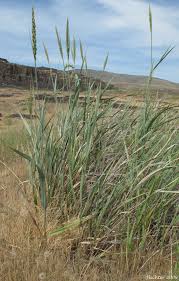 Attēlu rezultāti vaicājumam “Elymus caninus”