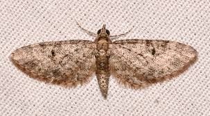 Attēlu rezultāti vaicājumam “Eupithecia lanceata”