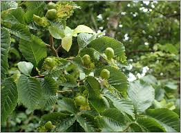 Attēlu rezultāti vaicājumam “Tetraneura ulmi”