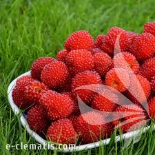 Attēlu rezultāti vaicājumam “Rubus illecebrosus fruit”