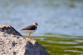 Attēlu rezultāti vaicājumam “Actitis hypoleucos adult”