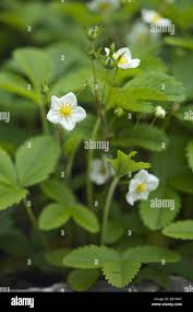 Attēlu rezultāti vaicājumam “Fragaria viridis leaf”