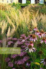 Attēlu rezultāti vaicājumam “Calamagrostis purpurea”