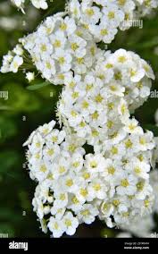 Attēlu rezultāti vaicājumam “Spiraea chamaedryfolia flower”