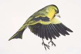Attēlu rezultāti vaicājumam “Carduelis spinus”
