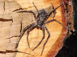 Attēlu rezultāti vaicājumam “Philodromus margaritatus”