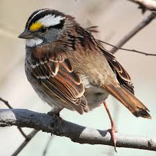 Image result for Zonotrichia albicollis