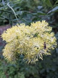 Attēlu rezultāti vaicājumam “Thalictrum flavum fruit”