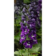 Attēlu rezultāti vaicājumam “Delphinium elatum”