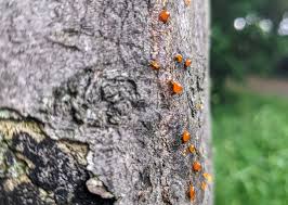 Attēlu rezultāti vaicājumam “Anthostoma decipiens”