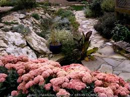 Attēlu rezultāti vaicājumam “Hylotelephium maximum flower”