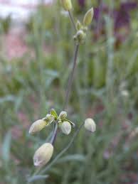 Attēlu rezultāti vaicājumam “Silene vulgaris bud”