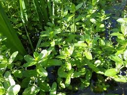 Attēlu rezultāti vaicājumam “Veronica beccabunga bud”