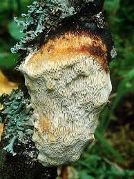 Attēlu rezultāti vaicājumam “Dichomitus campestris”