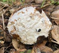 Attēlu rezultāti vaicājumam “Hypomyces chrysospermus”