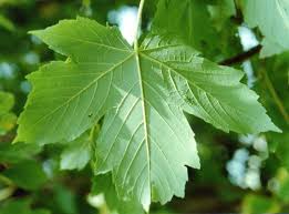 Attēlu rezultāti vaicājumam “Acer pseudoplatanus fo. purpurascens”