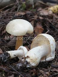 Attēlu rezultāti vaicājumam “Tricholoma album”