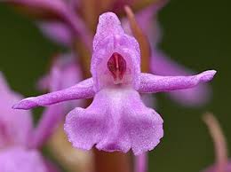 Attēlu rezultāti vaicājumam “Gymnadenia conopsea bud”